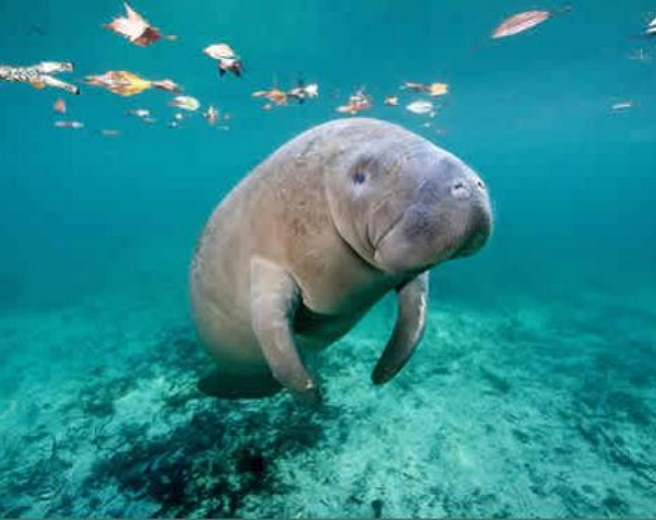 Florida Adventure Tour - Swim with Manatees / Airboat / Wildlife Park + Lunch